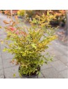 Nandina domestica - -Bambou sacré