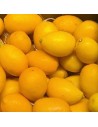 Citrus aurantifolia x Fortunella japonica – Limequat