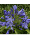 Agapanthus Mix 'Safari Dreams' – Agapanthe d’Afrique en mélange