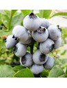 Vaccinium corymbosum 'Northcountry' – Myrtillier nain