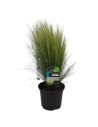 Stipa tenuifolia – Cheveux d’ange