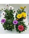 Osteospermum Mix – Marguerite du Cap multicolore