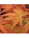 Acer palmatum 'Brown Sugar'