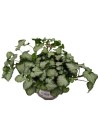Lamium maculatum - Lamier maculé