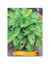 Hosta 'Invincible'