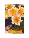 Lilium 'Miss Peculiar' - Lys ‘Miss Peculiar’