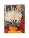 Astilbe chinensis ‘Vision in White’ - Astilbe de Chine