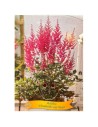 Astilbe ‘Elisabeth van Veen’ - Astilbe japonica