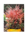 Astilbe ‘Inshriach Pink’ - Astilbe x arendsii