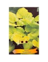 Hosta 'Banana Kid'