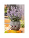 Nepeta faassenii 'Purrsian Blue' - Chataire naine bleue