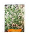Nepeta racemosa 'Snowflake' - Herbe-aux-chats blanche