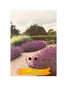 Nepeta faassenii 'Blue Wonder'-  Herbe-aux-chats bleue