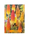 Kniphofia uvaria 'Flamenco' - Tison de Satan Flamenco