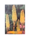 Kniphofia citrina - Tritome citron
