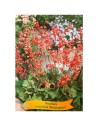 Heuchera sanguinea 'Bressingham' -Heuchère sanguine 'Bressingham'