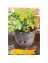 Heuchera micrantha - Heuchère 'Silver Scrolls'