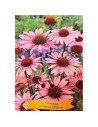 Echinacea purpurea 'Magnus' - Échinacée pourpre 'Magnus'