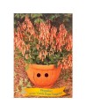 Phygelius rectus 'Candy Drops Tangerine' -Trompette du Cap 'Candy Drops Tangerine'