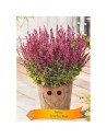 Salvia 'Synchro Pink' - Sauge 'Synchro Pink