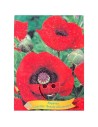 Papaver orientale 'Beauty of Livermere' - Pavot d’Orient 'Beauty of Livermere'