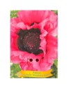 Papaver orientale 'Raspberry Queen' - Pavot d’Orient ‘Raspberry Queen’