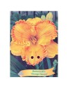 Hemerocallis 'Orange Nassau' - Lys d’un jour ‘Orange Nassau’