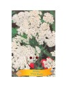 Achillea millefolium 'White Beauty' - Achillée millefeuille 'White Beauty'