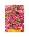 Achillea millefolium 'Summer Wine' -Achillée millefeuille 'Summer Wine'