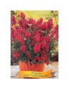 Phygelius rectus 'Candy Drops' -Trompette du Cap 'Candy Drops'