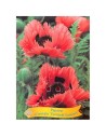 Papaver orientale 'Forncett Summer' - Pavot oriental 'Forncett Summer'