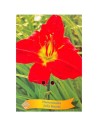 Hemerocallis 'Jolly Hearts' - Hémérocalle 'Jolly Hearts'