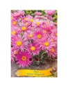 Aster alpinus 'Happy End' - Aster des Alpes 'Happy End'