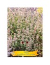 Nepeta grandiflora 'Dawn to Dusk'- Nepeta ‘Dawn to Dusk’