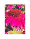 Echinacea purpurea 'PowWow Wild Berry' - Échinacée 'PowWow Wild Berry'
