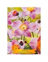 Anemone hupehensis 'Praecox' - Anémone du Japon 'Praecox'