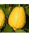 Citrus medica - Cédratier