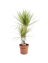 Dracaena marginata 'Sunray'