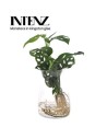 Monstera Monkey leaf en verre