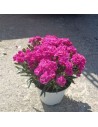 Dianthus caryophyllus 'Peman' – Œillet de jardin 'Peman'