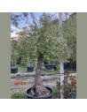 Olea europaea - Olivier N°34