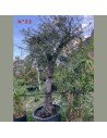 Olea europaea - Olivier n°52