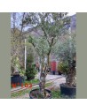 Olea europaea - Olivier N°103