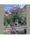 Olea europaea - Olivier N°101