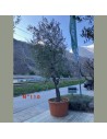 Olea europaea - Olivier N° 110