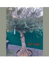 Olea europaea - Olivier N° 104