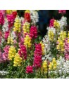 Antirrhinum majus – Muflier à grandes fleurs