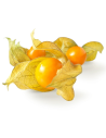Physalis edulis 'Andegold'