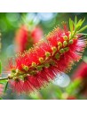 Callistemon citrinus 'Splendens' – Le rince-bouteille éclatant