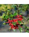 Ilex × meserveae 'Blue Maid' – Houx hybride femelle
